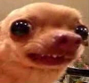 awkwardDog Discord emoji