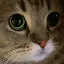 meow meow