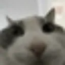 SnatCuddle SnatCuddle