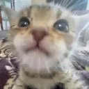 hai