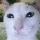 stare