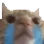 cattears