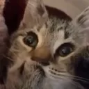 Hesjustababy