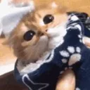 BeanBurrito