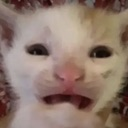 cryingcat