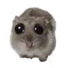 hamstertweaking hamstertweaking