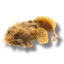 tod