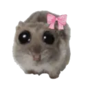 hampterPls
