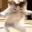 G_catdance