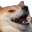 Funnydogg