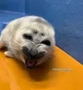 d_me_seal