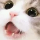 cat_woah