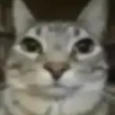 judgement_feline_style