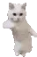 CatTime