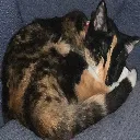 Catsleep catsleep Discord Emoji