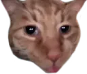 freshsilly