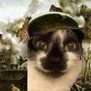 thousandcatstare