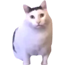 huh