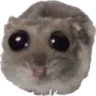 hamster_stares
