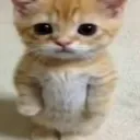 wha