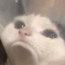 frownycat Discord Emoji