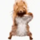 squirreldancesquirrelluoishello