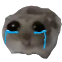 sadcryhamster