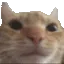 CatStare