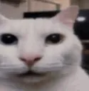meow meow