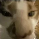 goobie_snoobert