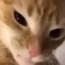 Violence