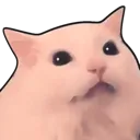 CatStare_P2U Discord Emoji