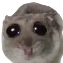sadhamster