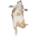 divadown