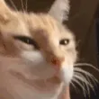 NYEHEHEHE NYEHEHEHE