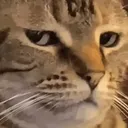 Cat Side Eye Discord Emoji