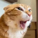 oyepog oyepog