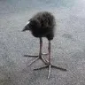 waaaaa