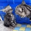 grrrrr