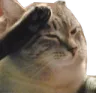 catsalute