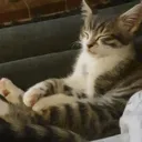 eepycat Discord Emoji