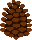 pinecone