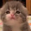 sadkitty