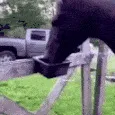 horsehuh