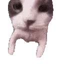 CatKiss
