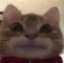 catsmile