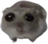 4sadhampster 4sadhampster