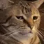 catbruh