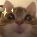 Kitty kitty Discord Emoji