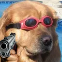gunnodoggo